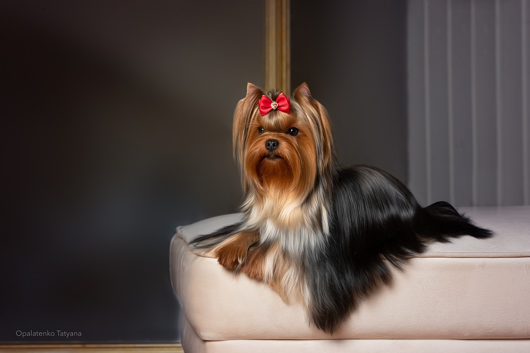 SOLNTCE AMYRA MIDEA QUEEN POWER — Labaza DogPedigree YorkshireTerrier